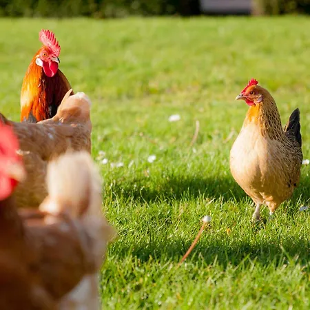 Ecohome Bries 8personen En Baby Zeezand Recreatie 't Zand