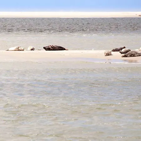 Dom wakacyjny Ecohome Bries 8personen En Baby Zeezand Recreatie 't Zand